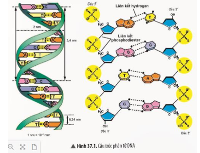 Quan sát Hình 37.1, hãy mô tả cấu trúc của phân tử DNA. (ảnh 1)