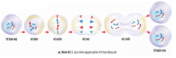 Quan sát Hình 43.1, hãy cho biết kết quả của quá trình nguyên phân.    (ảnh 1)