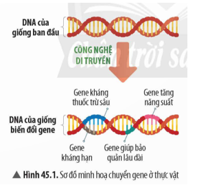 Quan sát Hình 45.1 và đọc thông tin ở Bảng 45.1, hãy cho biết giống cây trồng biến đổi gene có những đặc tính vượt trội nào so với giống ban đầu.    (ảnh 1)