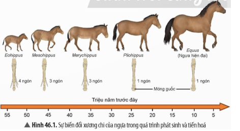Quan sát Hình 46.1, cho biết các đặc điểm giống và khác nhau giữa ngựa hiện đại với những tổ tiên trước đó.    (ảnh 1)