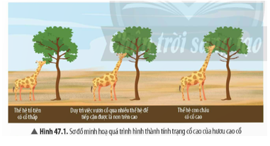 Quan sát Hình 47.1, đọc thông tin trong bài và cho biết theo quan điểm của Lamarck, yếu tố chính giúp thế hệ con cháu của loài hươu cao cổ có cổ cao là gì.   (ảnh 1)