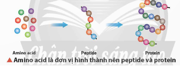 Amino acid là đơn vị hình thành nên peptide và protein cho cơ thể. Amino acid, peptide là gì? Chúng có cấu tạo và tính chất đặc trưng nào?   (ảnh 1)