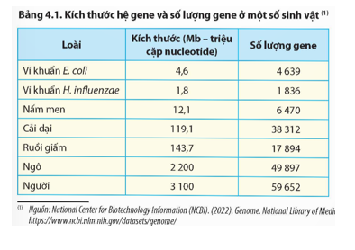 Đọc thông tin trong Bảng 4.1, hãy nhận xét tính đặc trưng về hệ gene ở một số loài sinh vật. (ảnh 1)