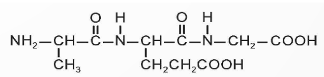 Một peptide có cấu trúc như sau:   a) Peptide trên chứa các amino acid nào? (ảnh 1)