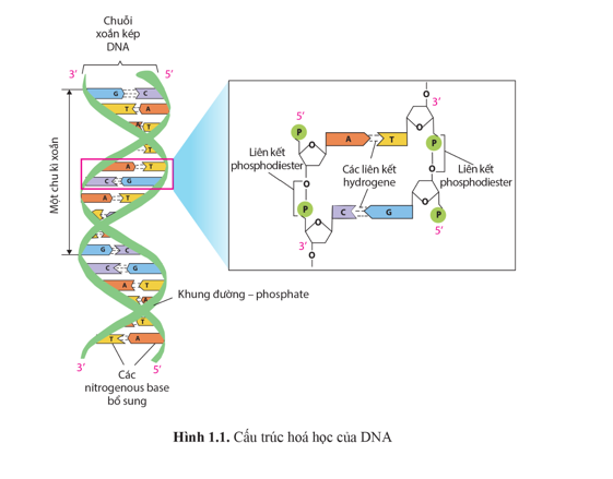 Quan sát hình 1.1 và cho biết nhờ các đặc điểm nào về cấu trúc, DNA có thể (ảnh 1)