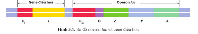 Quan sát hình 3.1 và dự đoán gene điều hoà chi phối sự phiên mã các  (ảnh 1)
