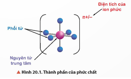 Hãy cho biết thành phần của phức chất được thể hiện trong Hình 20.1. (ảnh 1)