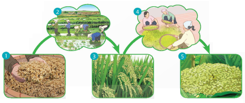 Dựa vào sơ đồ dưới đây, kể lại hành trình làm ra hạt cốm theo lời của gió. (ảnh 1)