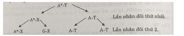 Một bazơ nitơ của gen trở thành dạng hiếm thì qua quá trình nhân đôi của ADN sẽ làm (ảnh 1)