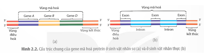 Dựa vào Hình 2.2, phân biệt cấu trúc gene ở sinh vật nhân sơ với gene ở sinh vật nhân thực.  (ảnh 1)