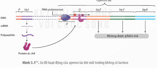 Quan sát các Hình 3.1 và 3.2, hãy giải thích cơ chế điều hòa biểu hiện gene của operon lac.    (ảnh 1)