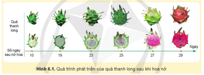 Quan sát Hình 6.1, em hãy cho biết quả thanh long thường chín sau khi cây nở hoa khoảng bao nhiêu tuần?   (ảnh 1)