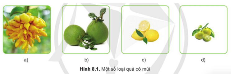 Em hãy cho biết tên của các loại quả có múi ở Hình 8.1 và tên của một số loại quả có mùi khác mà em biết.   (ảnh 1)