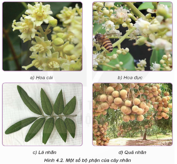 Quan sát Hình 4.2 và nêu đặc điểm thực vật học của cây nhãn tương ứng với các ảnh trong hình. (ảnh 1)