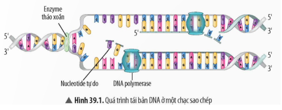 Quan sát Hình 39.1 và đọc thông tin trong bài, hãy mô tả lại quá trình tái bản của DNA theo các giai đoạn: (1) tách hai mạch đơn; (2) tổng hợp chuỗi DNA mới theo nguyên tắc bổ sung và (3) kết thúc quá trình tái bản. (ảnh 1)