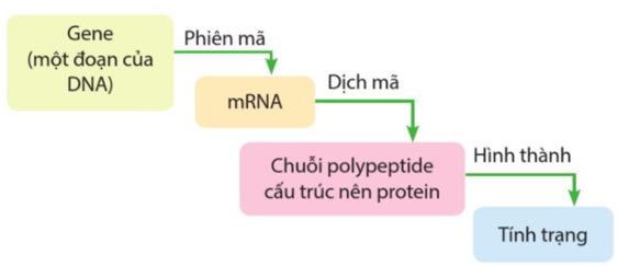 Quan sát Hình 40.1, hãy: a) Cho biết chú thích (1) và (2) là quá trình gì. (ảnh 2)