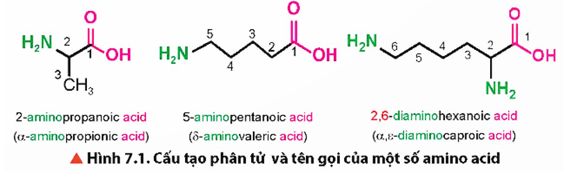 Quan sát Hình 7.1, cho biết trong phân tử amino acid có chứa nhóm chức hoá học nào (ảnh 1)