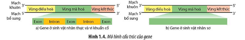 Căn cứ vào mạch khuôn, xác định vị trí các vùng cấu trúc trên gene trong Hình 1.4. (ảnh 1)