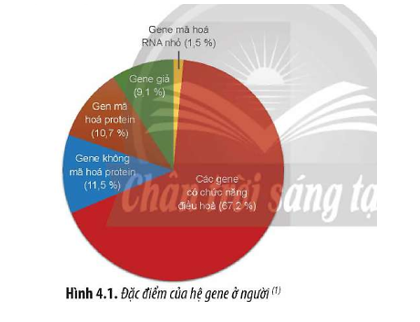 Đọc đoạn thông tin và quan sát Hình 4.1, hãy cho biết:  a) Kết quả của dự án Hệ gene người là gì? (ảnh 1)