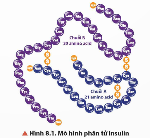 Quan sát Hình 8.1, nhận xét phân tử khối của insulin với một số amino acid như Gly, Ala, Val có trong phân tử insulin.   (ảnh 1)
