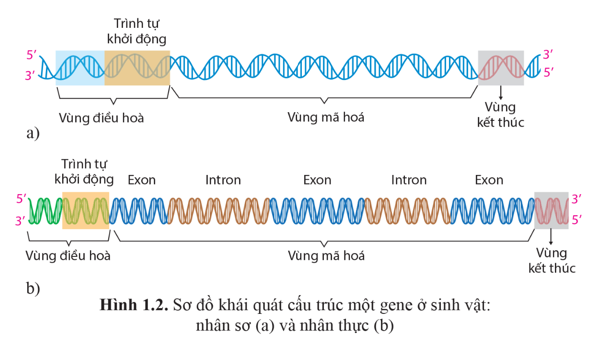 Quan sát hình 1.2, nêu các thành phần cấu trúc của gene có vai trò xác định vị trí bắt đầu và kết thúc tổng hợp RNA.  (ảnh 1)