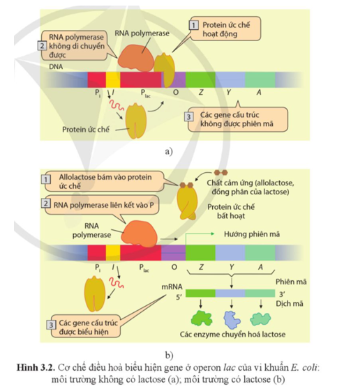 Quan sát hình 3.2 và cho biết:  a) Khi môi trường không có lactose, tại sao các gene  (ảnh 1)