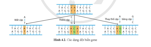 Quan sát hình 4.2, phân biệt các dạng đột biến gene.  (ảnh 1)