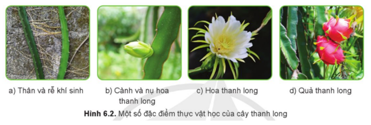 Quan sát Hình 6.2, em hãy phân tích một số đặc điểm thực vật học của cây thanh long.   (ảnh 1)