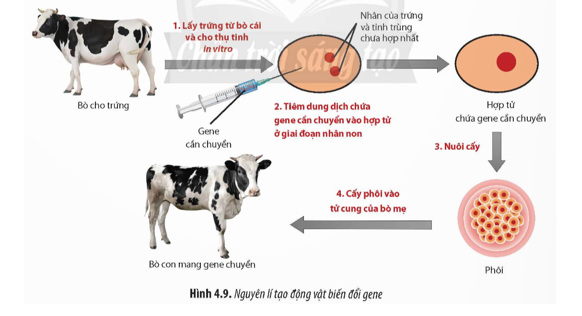 Quan sát Hình 4.9, hãy cho biết nguyên lí của tạo động vật biến đổi gene. (ảnh 1)