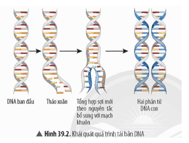 Quan sát Hình 39.2 và đọc thông tin trong bài, hãy: a) Mô tả kết quả quá trình tái bản. b) Nêu ý nghĩa di truyền của quá trình tái bản.   (ảnh 1)