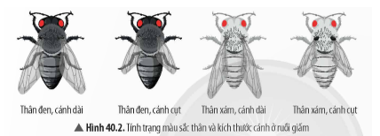 Đọc đoạn thông tin và quan sát Hình 40.2, hãy cho biết cơ sở nào dẫn đến sự khác nhau về kiểu hình ở các cá thể ruồi giấm.   (ảnh 1)