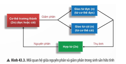 Quan sát Hình 43.3, hãy trình bày mối quan hệ giữa nguyên phân, giảm phân trong sinh sản hữu tính.   (ảnh 1)