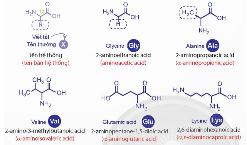 Quan sát Hình 7.1 và Hình 7.2, nêu đặc điểm cấu tạo phân tử amino acid. Phân tích cách đọc tên theo hệ thống. (ảnh 1)