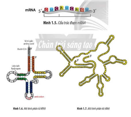 Quan sát Hình 1.5, 1.6 và 1.7, đọc đoạn thông tin, lập bảng phân biệt ba loại RNA  (ảnh 1)