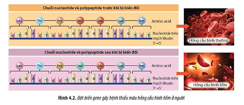 Quan sát Hình 4.2, hãy cho biết thế nào là gene đột biến và ảnh hưởng của đột biến gene đến sinh vật. (ảnh 1)