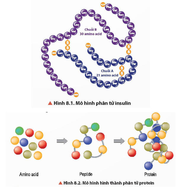 Quan sát Hình 8.1 và 8.2, cho biết thành phần cấu tạo nên phân tử protein. (ảnh 1)