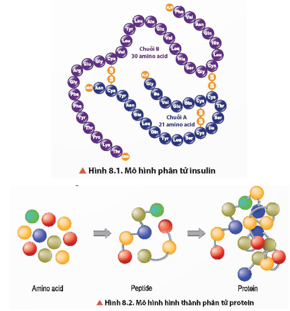 Quan sát Hình 8.1 và 8.2, cho biết thành phần cấu tạo nên phân tử protein.