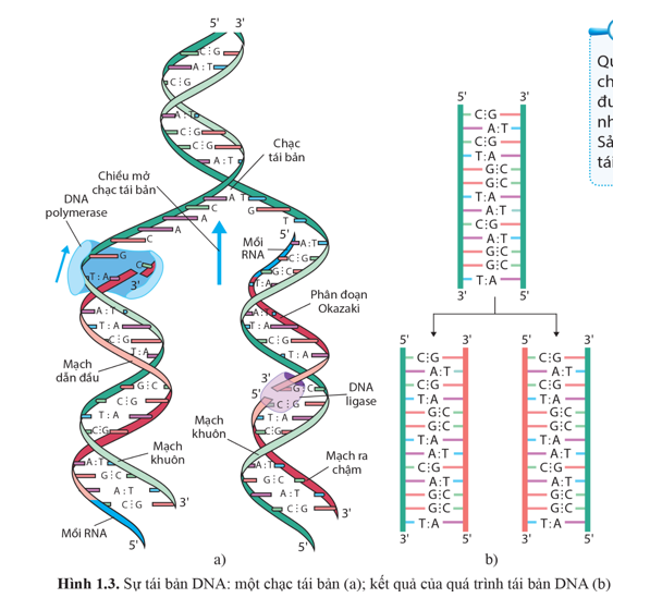 Quan sát hình 1.3, cho biết tái bản DNA diễn ra theo những nguyên tắc nào.  (ảnh 1)