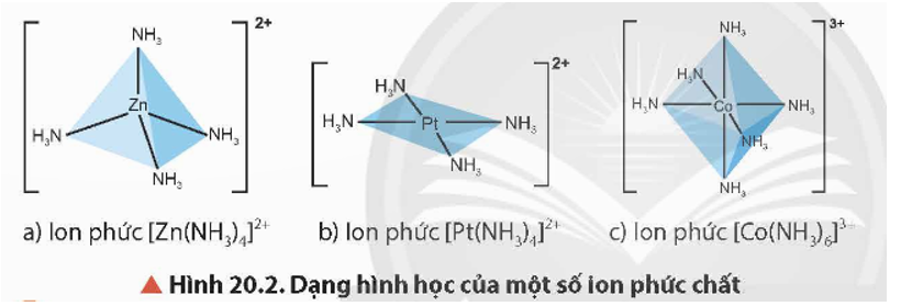 Hãy cho biết nguyên tử trung tâm và phối tử trong các ion phức ở Hình 20.2.   (ảnh 1)