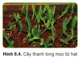 Cây thanh long mọc từ hạt (Hình 6.4) có đặc điểm gì khác cây giâm từ cành (Hình 3.6, trang 16)?   (ảnh 1)