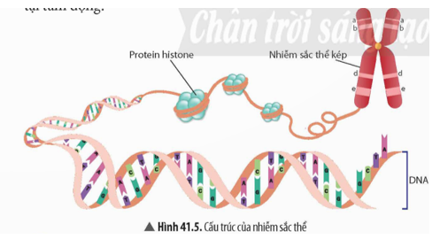 Quan sát Hình 41.5, hãy mô tả cấu trúc của nhiễm sắc thể.   (ảnh 1)