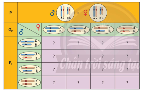 Xác định kiểu gene của các tổ hợp giao tử bằng cách hoàn thành ô trống trong Hình 43.4. Từ đó, giải thích ý nghĩa của giảm phân trong việc tạo ra các biến dị tổ hợp.   (ảnh 1)