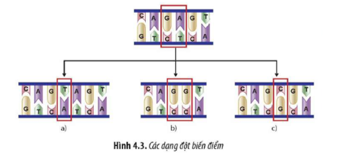 Quan sát Hình 4.3, hãy:  a) Xác định các dạng đột biến điểm. (ảnh 1)