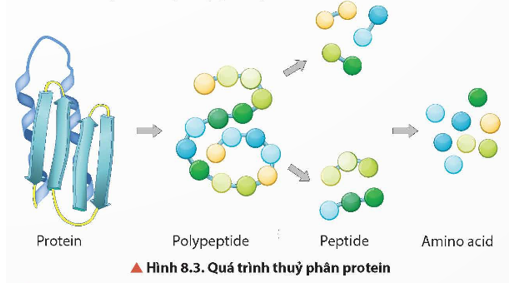 Quan sát Hình 8.3, cho biết sản phẩm của quá trình thuỷ phân hoàn toàn protein.   (ảnh 1)