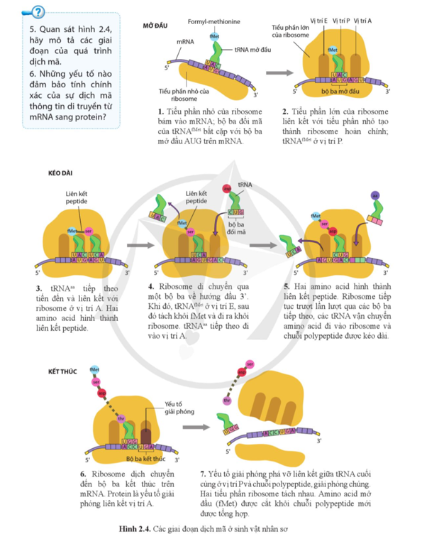 Quan sát hình 2.4, hãy mô tả các giai đoạn của quá trình dịch mã. (ảnh 1)