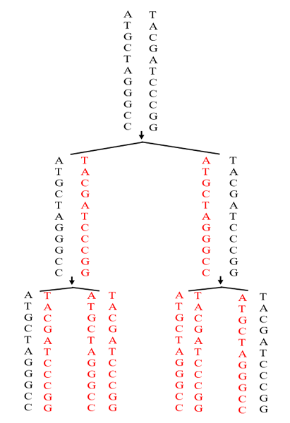 Hình bên minh họa kết quả tái bản của một đoạn phân tử DNA. Hãy vẽ  (ảnh 2)