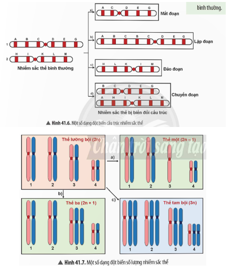 Quan sát Hình 41.6 và 41.7, em hãy nhận xét về những biến đổi của nhiễm sắc thể đột biến so với nhiễm sắc thể bình thường. (ảnh 1)