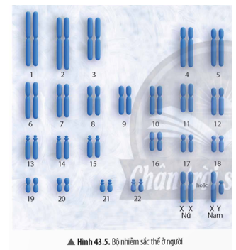 Đọc thông tin và quan sát Hình 43.5, hãy: a) Phân biệt nhiễm sắc thể thường và nhiễm sắc thể giới tính. b) Xác định số lượng nhiễm sắc thể thường và nhiễm sắc thể giới tính ở người.   (ảnh 1)