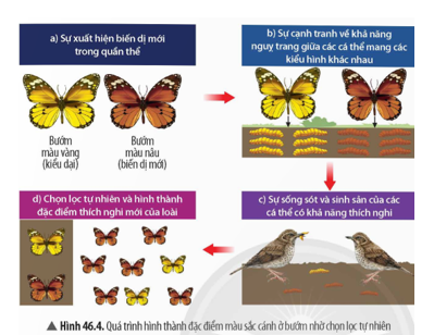 Quan sát Hình 46.4, hãy mô tả quá trình chọn lọc tự nhiên trong sự hình thành đặc điểm thích nghi ở bướm. (ảnh 1)