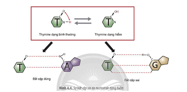 Quan sát Hình 4.4, dự đoán dạng đột biến gene khi có mặt nucleotide dạng hiếm.  (ảnh 1)